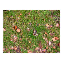 A Pattern Of Dried Fallen Leaves Post Cards