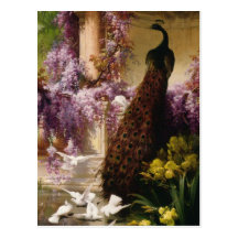 A Peacock and Doves in a Garden Print Post Card