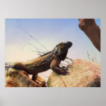 A Rhinoceros Iguana Surveys Its Domain Poster