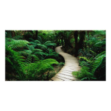 A road in the middle of the wild forest customized photo card