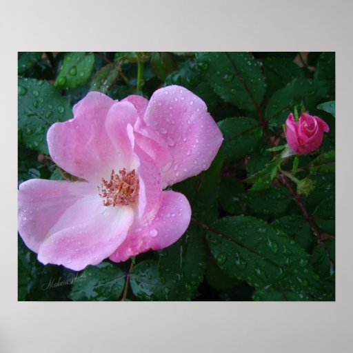A Rose in the Rain Print