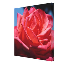 A Rose, is A Rose, is A Rose! 3D Elegant Art Stretched Canvas Print