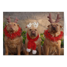A Sharpei Christmas Greeting Cards