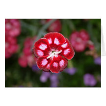 A single Bloom Greeting Card