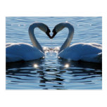 A Swan Heart Kiss, Reflections of Love Post Cards