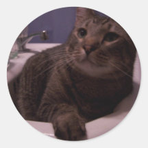 a Tempest sticker