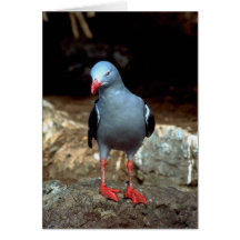 a very colour full pidgeon with red feet card