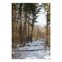 A Winter's Walk Photo
