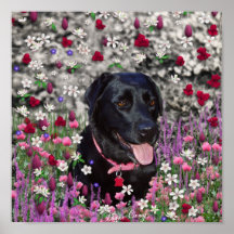 Abby in Flowers – Black Lab Dog Print