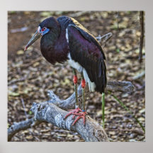 Abdins Stork Posters