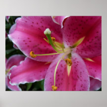Abstract Pink Lily Poster