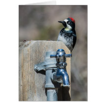 Acorn Woodpecker Cards