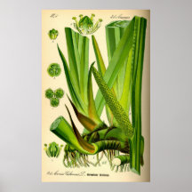 Acorus Calamus Sweet Flag Poster
