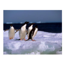 Ad?lie Penguins Postcards
