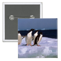 Adelie Penguins Button