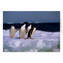 Adelie Penguins Greeting Cards