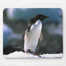 Adelie Penguins mousepads