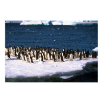 Adelie Penguins posters