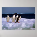 Adelie Penguins Print