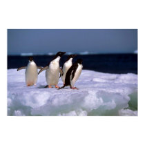 Adelie Penguins posters