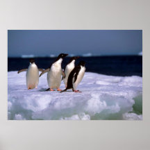 Adelie Penguins Print