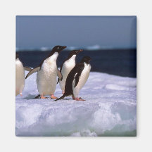 Adelie Penguins Refrigerator Magnet