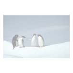 Adelite penguins, Antarctica Customized Stationery