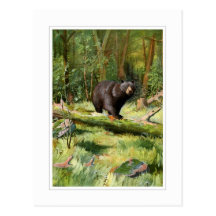 Adirondack Black Bear Postcards