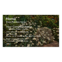 Adirondack mountain wild flowers rare Photochrom Business Card Templates