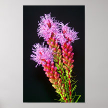 Adirondack wild flower poster
