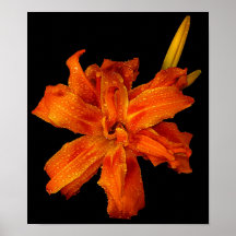 Adirondack Wild Flower Posters