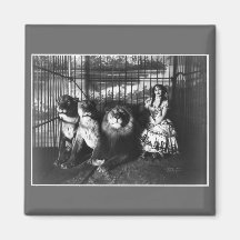 Adjie and the Lions 1899 Magnet