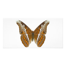 Admiral Butterfly Photo Cards