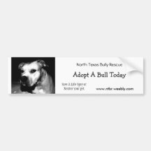 Adopt a Bull Bumper Sticker