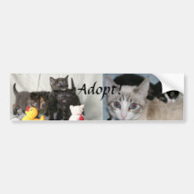 Adopt! (cats) bumper sticker