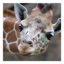 Adorable Giraffe Invitations