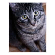 Adorable Grey Cat Postcard