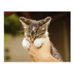 Adorable kiten postcard