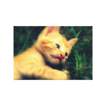 Adorable Kitten Gallery Wrap Canvas