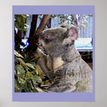 Adorable Koala Posters