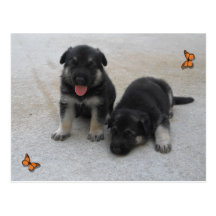 Adorable Puppy Postcard