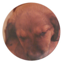 adorable sleeping puppy plate
