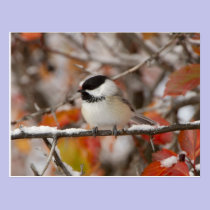Adult Black-capped Chickadee in Snow, Grand postcards