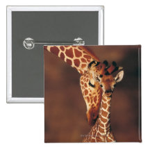 Adult Giraffe with calf (Giraffa camelopardalis) Pinback Buttons