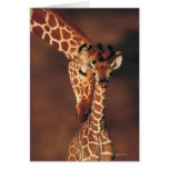 Adult Giraffe with calf (Giraffa camelopardalis) Greeting Cards
