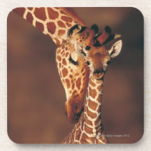 Adult Giraffe with calf (Giraffa camelopardalis) Drink Coaster
