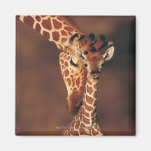 Adult Giraffe with calf (Giraffa camelopardalis) Refrigerator Magnets