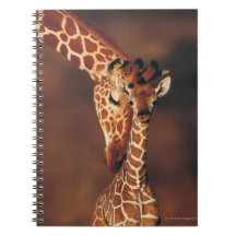 Adult Giraffe with calf (Giraffa camelopardalis) Notebook