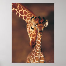 Adult Giraffe with calf (Giraffa camelopardalis) Posters