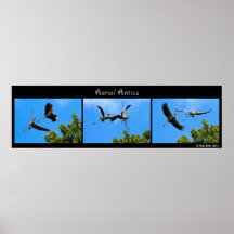 Aerial Antics Print